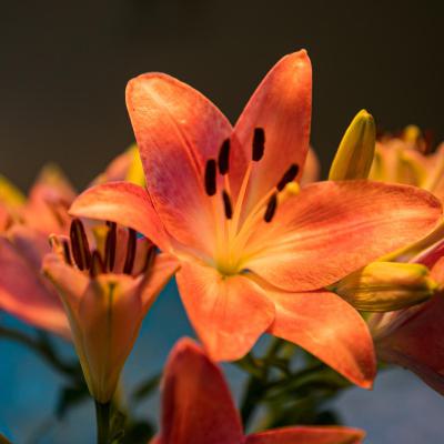852a2142 Hd